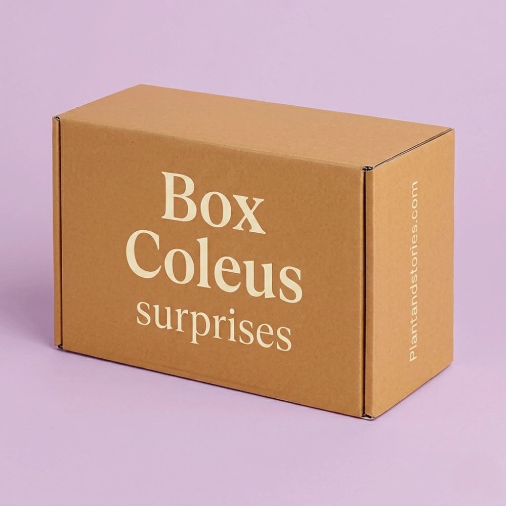 Box Coleus Mystères- Pack Coleus Surprises - Plantes colorées