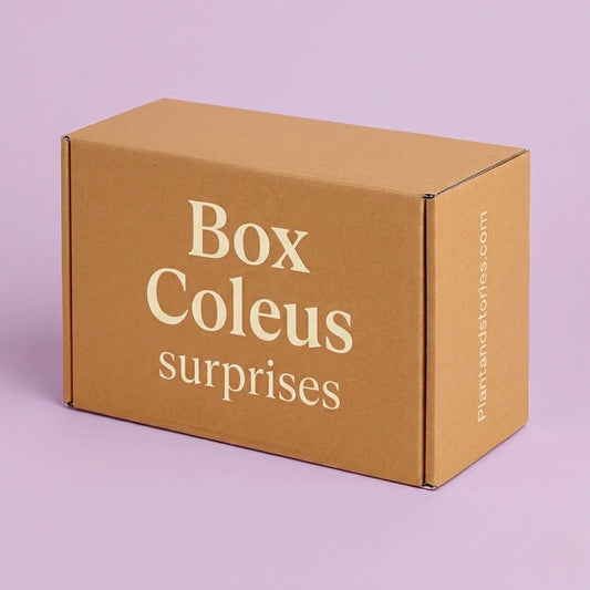 Box Coleus Mystères- Pack Coleus Surprises - Plantes colorées