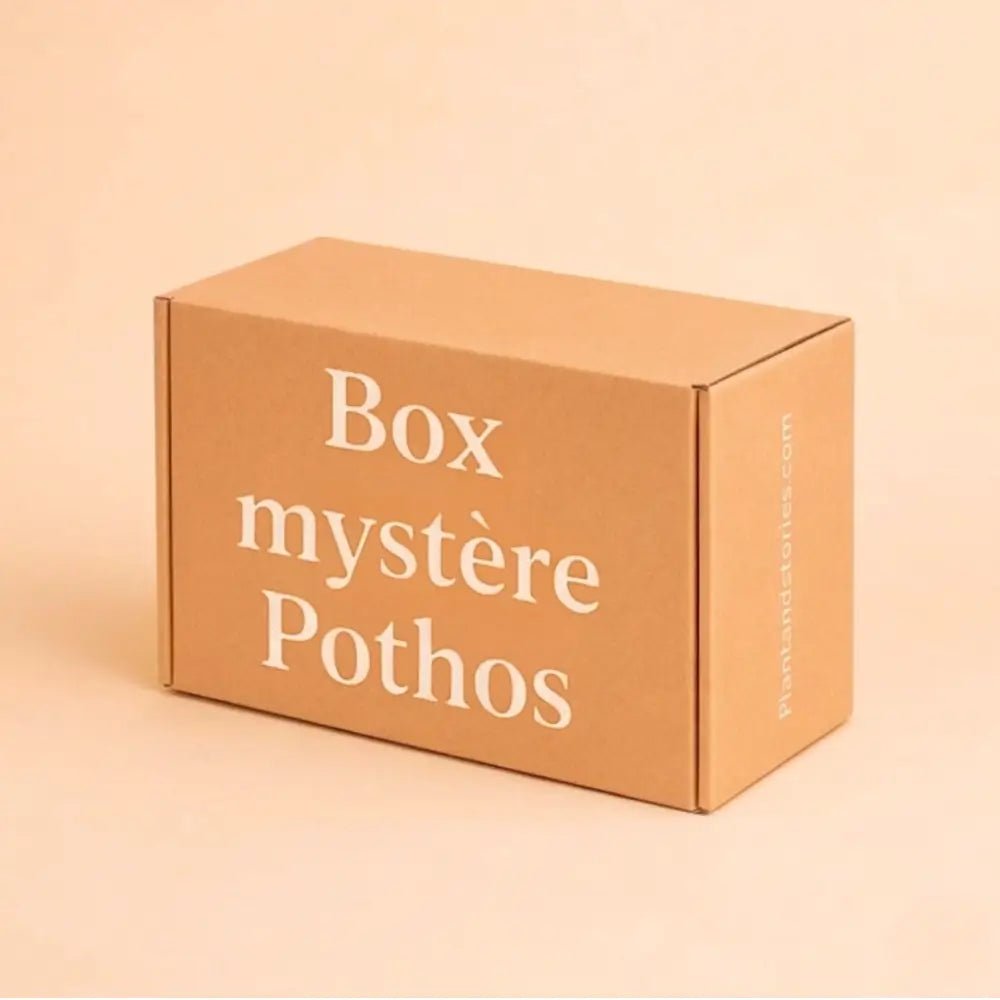 Box Pothos Mystères - Pack Pothos surprises - Plantes tombantes - plantandstories