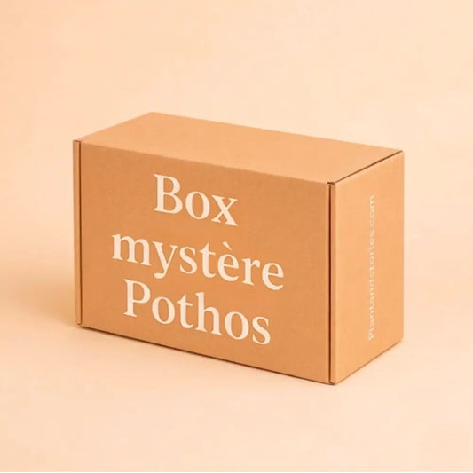Box Pothos Mystères - Pack Pothos surprises