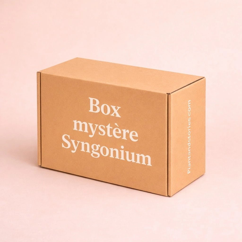Box Syngonium mystère - Pack Syngonium Surprises - plantandstories