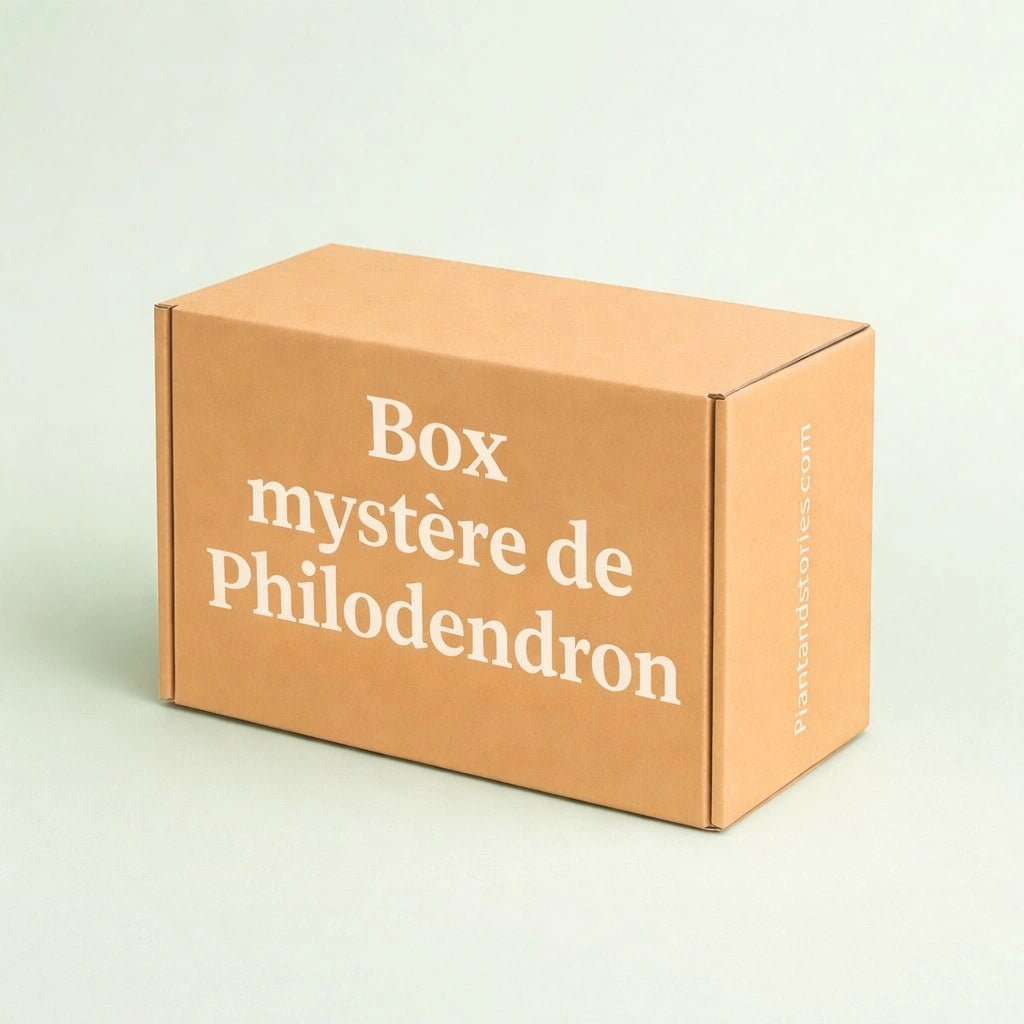 Box Philodendron mystère - Pack Philodendron Surprises - plantandstories