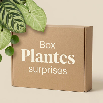 Box Plantes surprises Plant and Stories : carton kraft et feuillages variés sur fond crème, coffret de plantes surprises multi-familles.