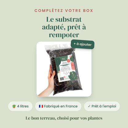 Box Anthurium mystère - Pack Anthurium Surprises