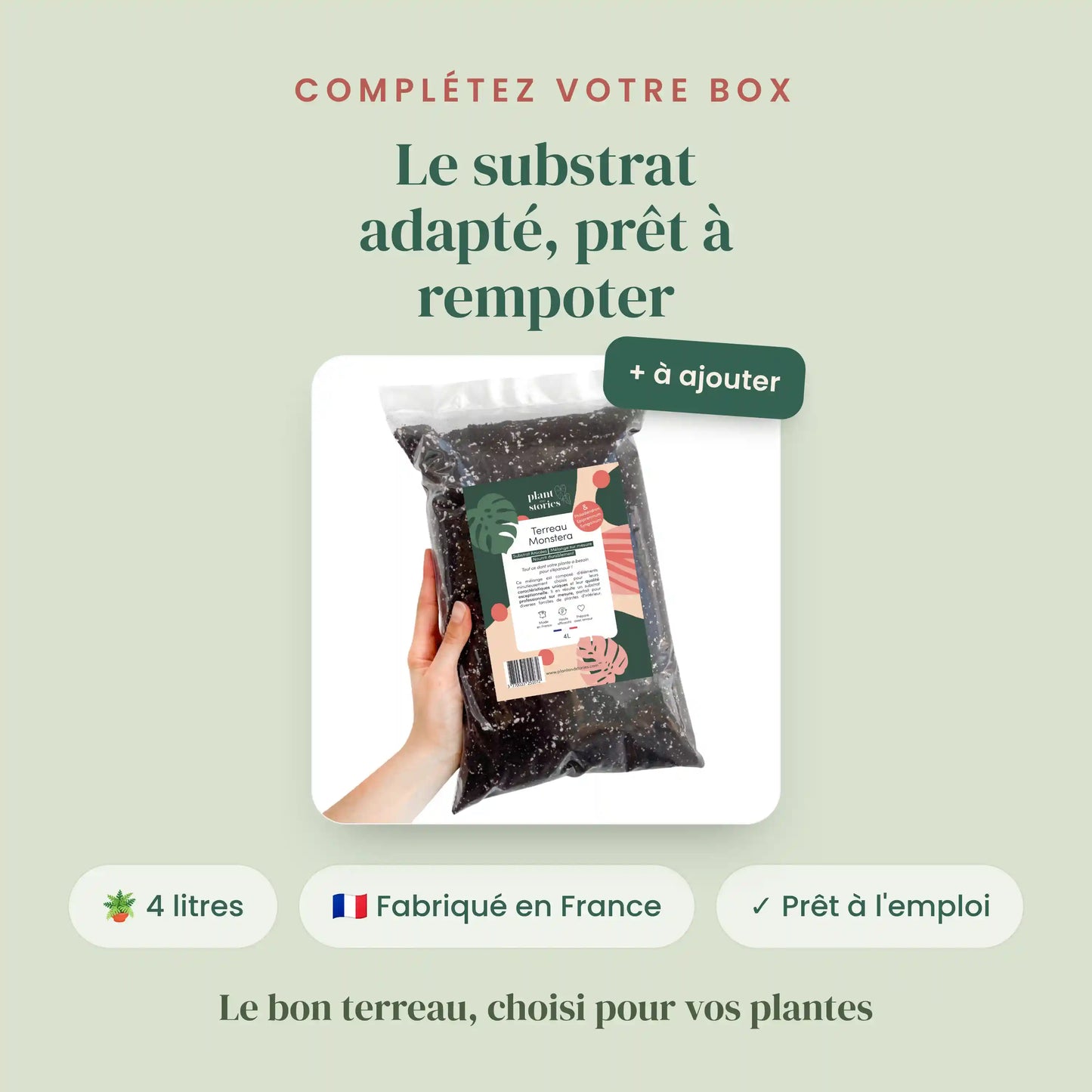 Box Philodendron mystère - Pack Philodendron Surprises