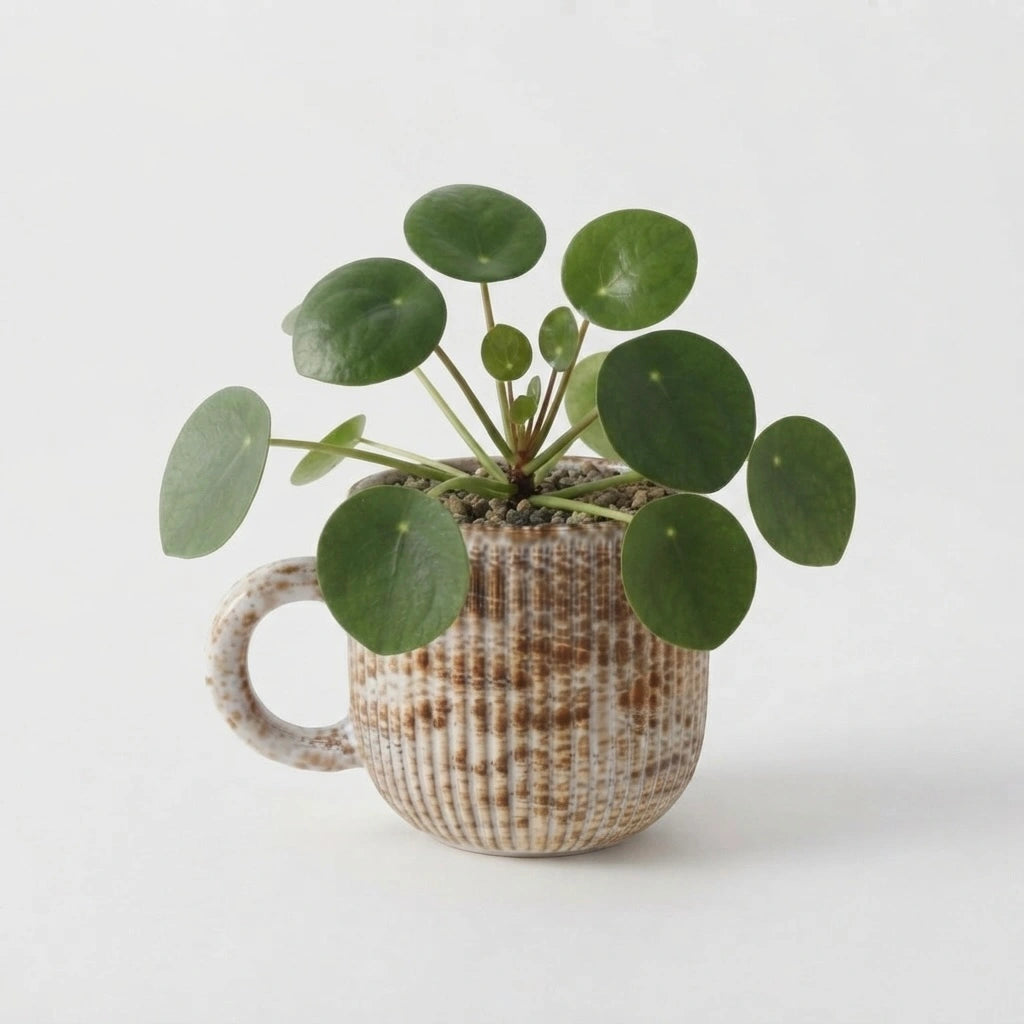 Cache-Pot Tasse Céramique Vintage