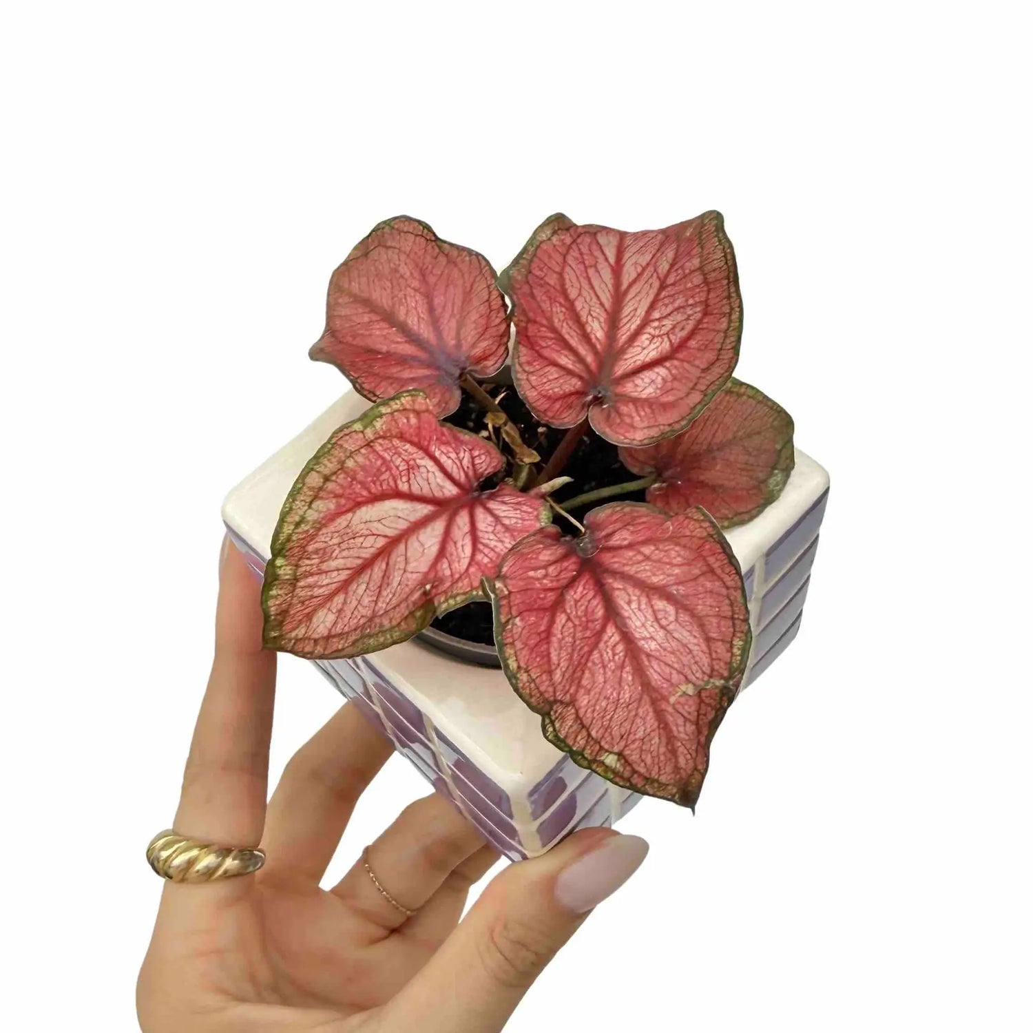 Caladium Lucia aux feuilles rose vif veinées de pourpre, bordées de vert, dans un pot carré en mosaïque lavande