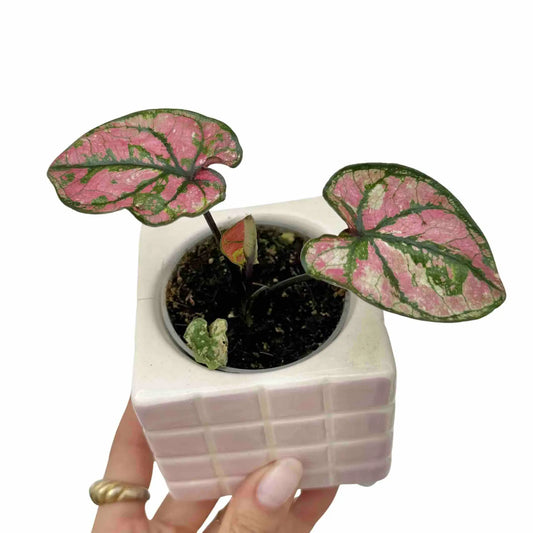 Caladium Purple light