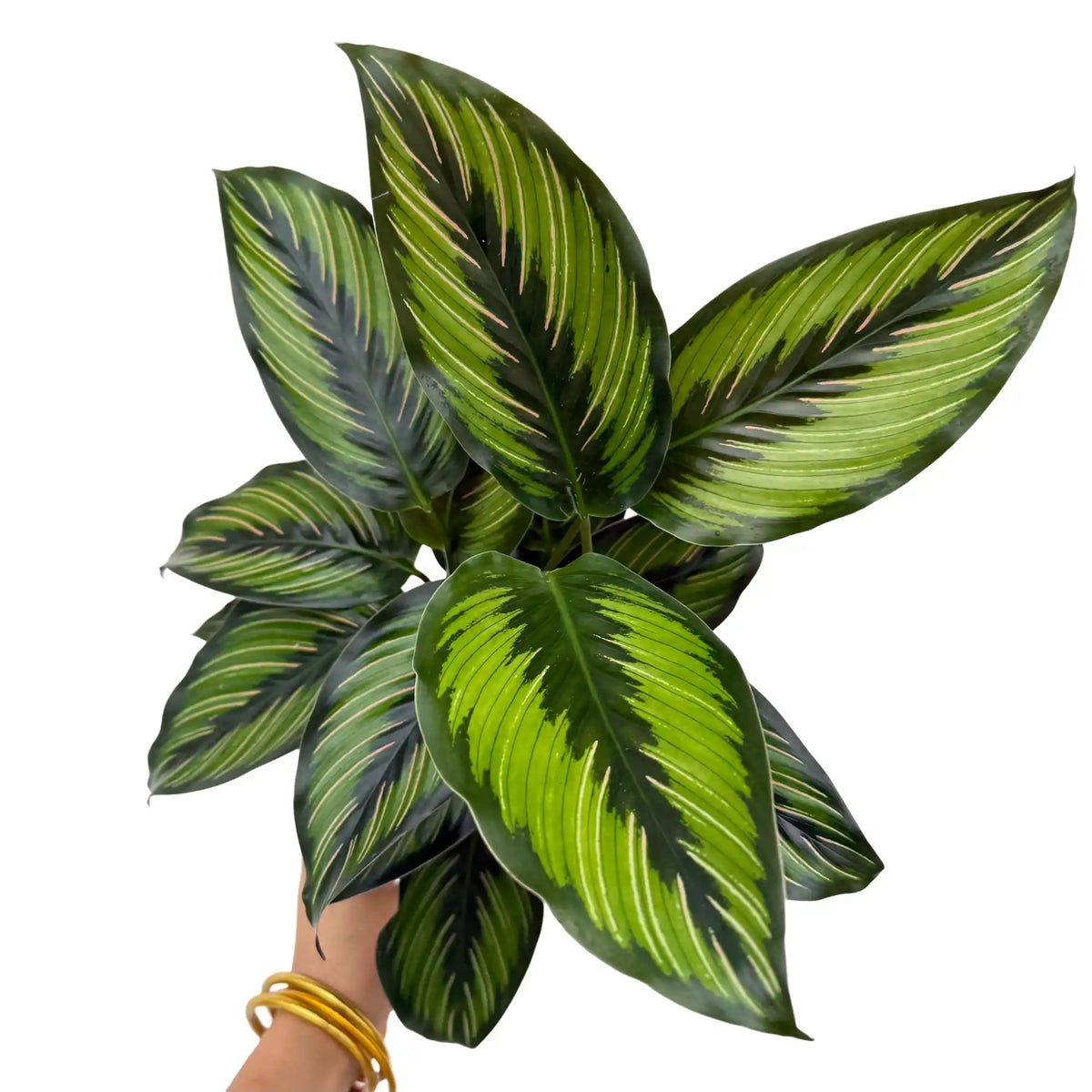 Calathea Mieli Beauty Star en pot de 11cm, feuilles vert foncé panachées de rose