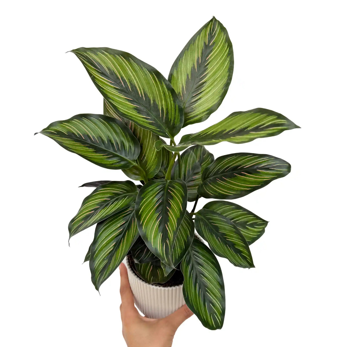 Calathea Mieli Beauty Star, feuillage panaché vert et rose