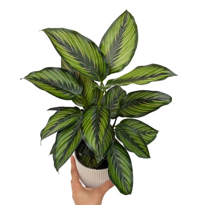Calathea Mieli Beauty Star, feuillage panaché vert et rose