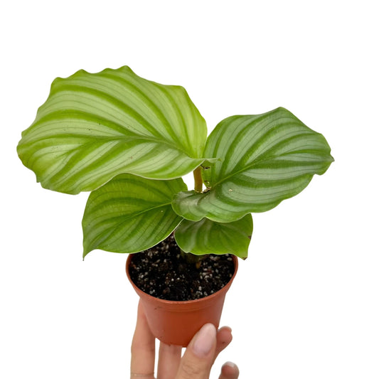 Calathea Orbifolia