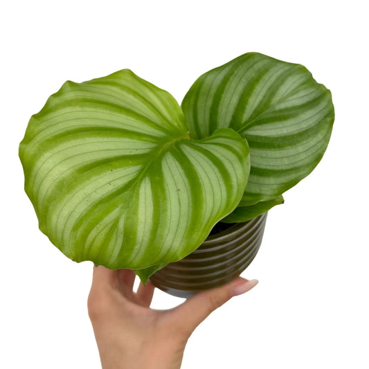 Calathea Orbifolia