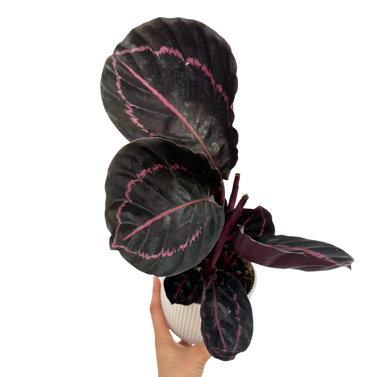 Calathea Roseopicta Dottie en pot de 11cm, feuilles sombres à liseré rose