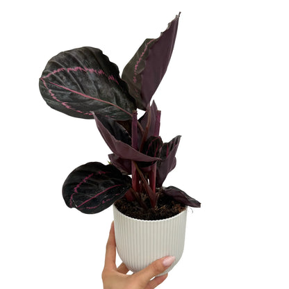 Calathea Roseopicta Dottie, feuillage pourpre à bord rose vif