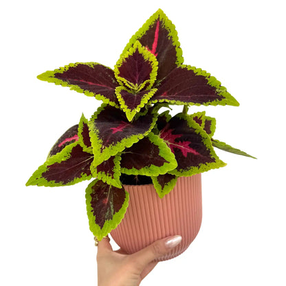 Coleus Alligator Alley