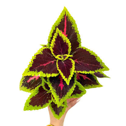 Coleus Alligator Alley