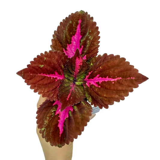 Coleus Fifth Avenue