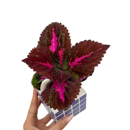 Coleus Fifth Avenue