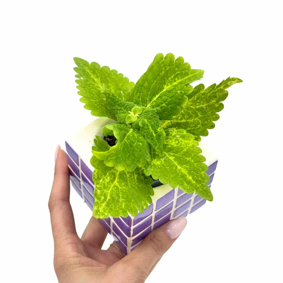 Un coleus Lime éclatant aux feuilles vert citronné, dans un pot carré en céramique blanc et violet