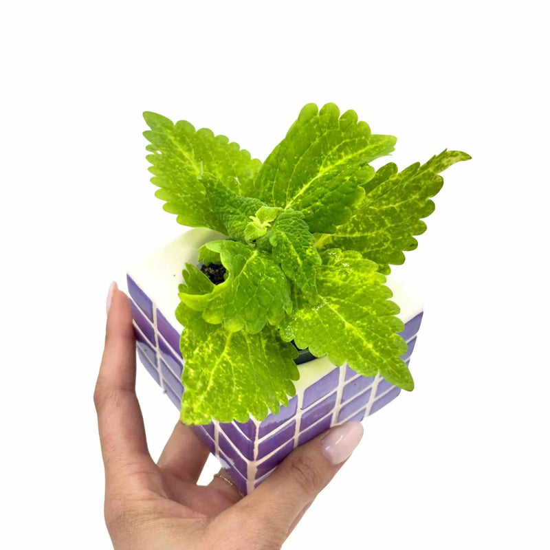 Coleus Lime