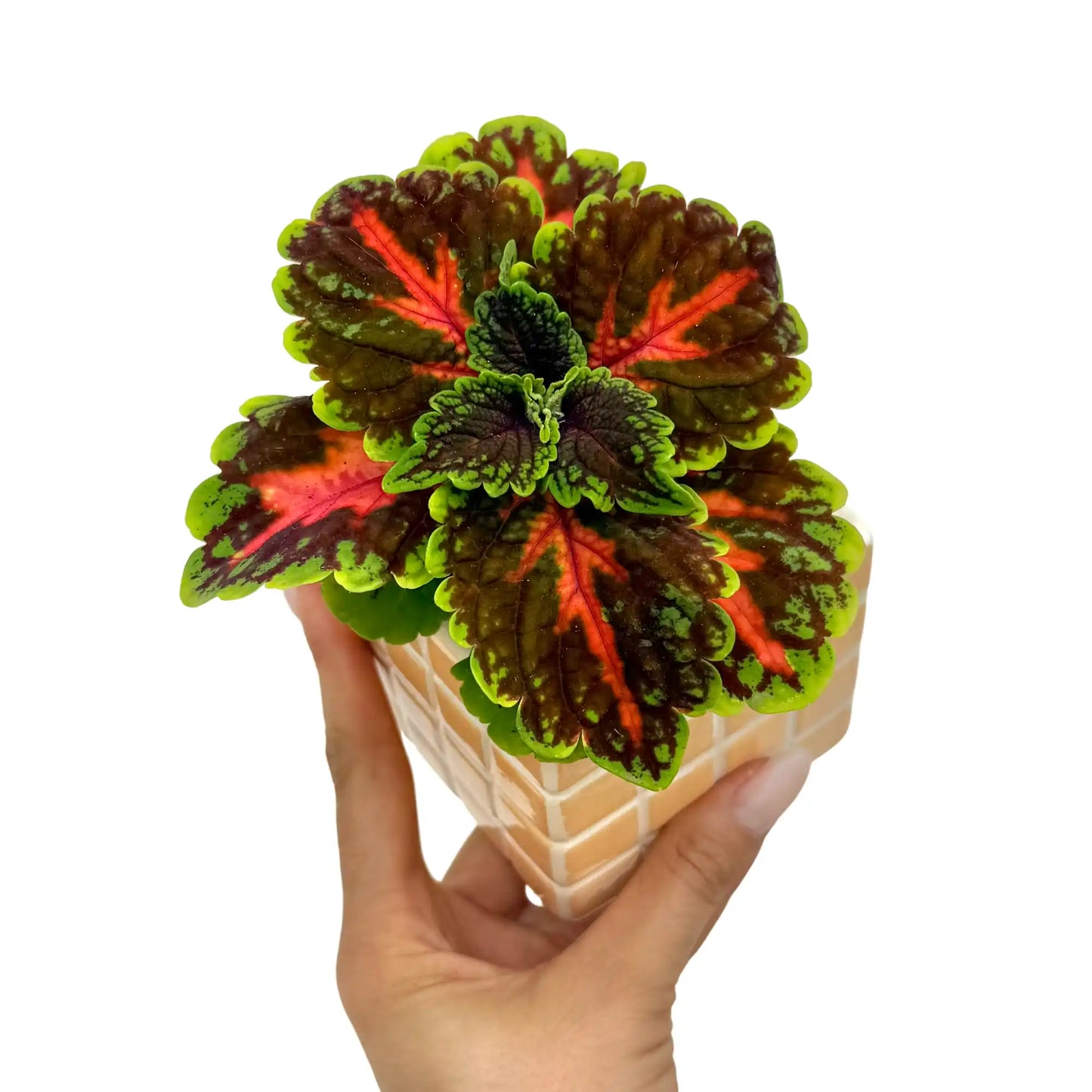 Coleus Magnificent mile