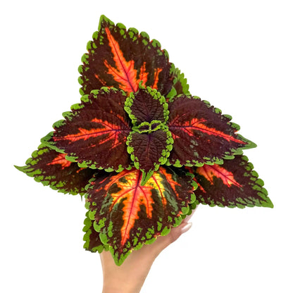 Coleus Magnificent mile - plantandstories