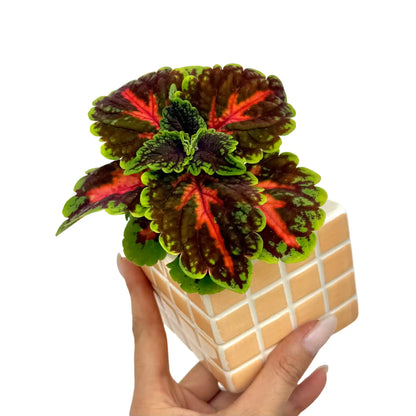 Coleus Magnificent mile