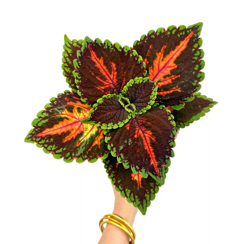Coleus Magnificent mile
