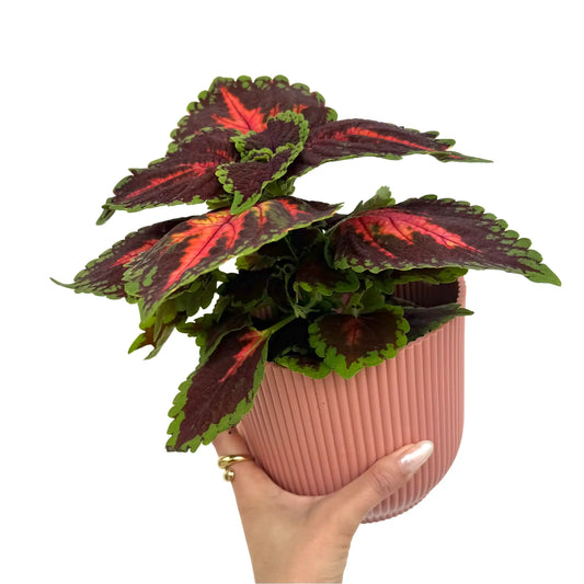 Coleus Magnificent mile aux feuilles rouge foncé et bordure verte dans un pot rose texturé et nervuré