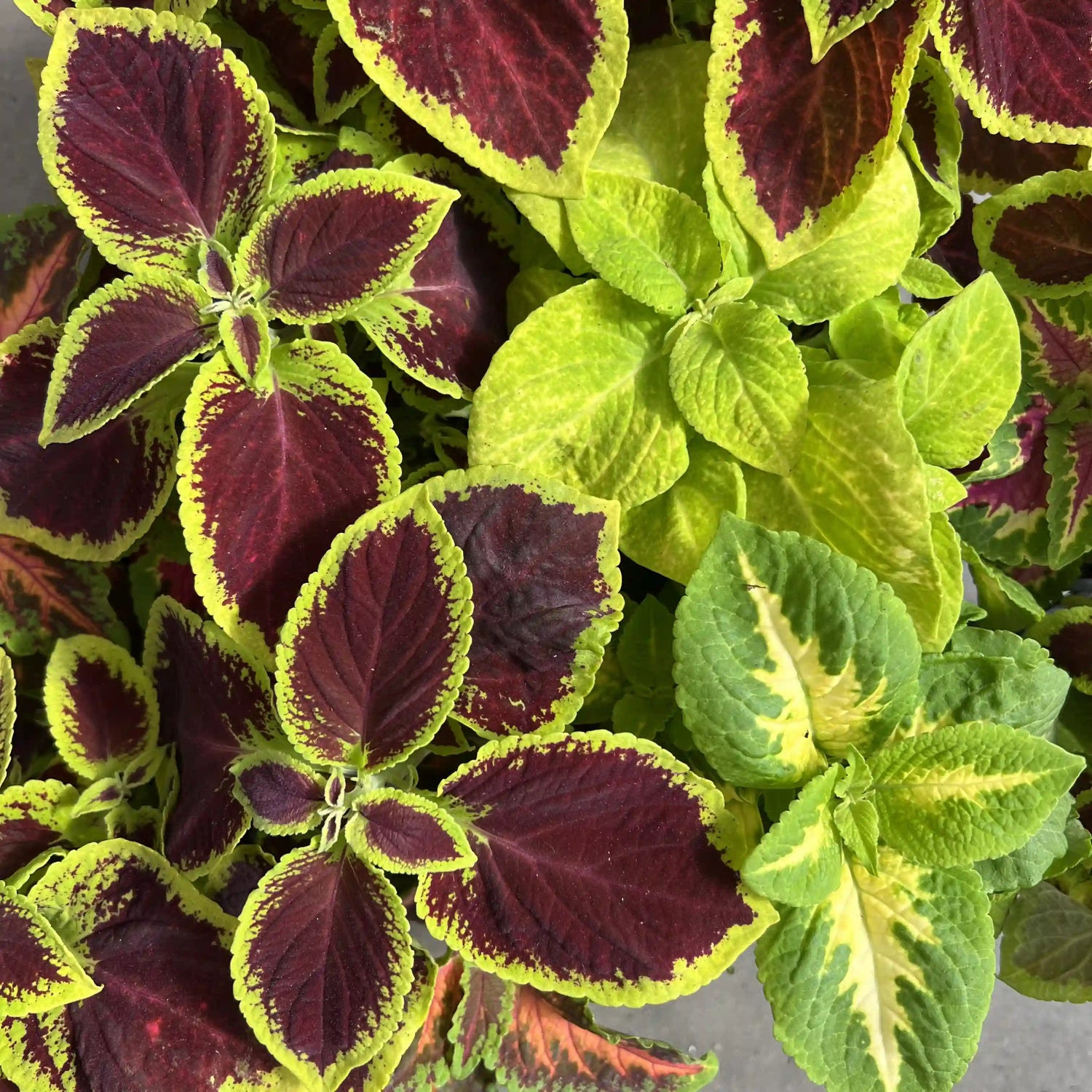 Feuilles de coleus Surprise avec un cœur violet foncé et un contour vert lime, et feuillage vert clair et jaune