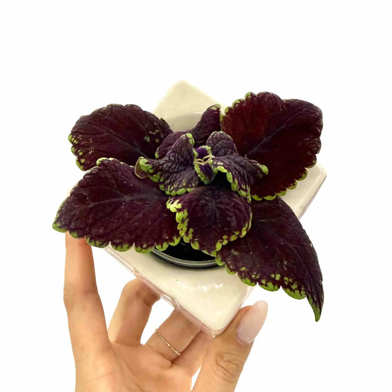 Coleus Abbey Road