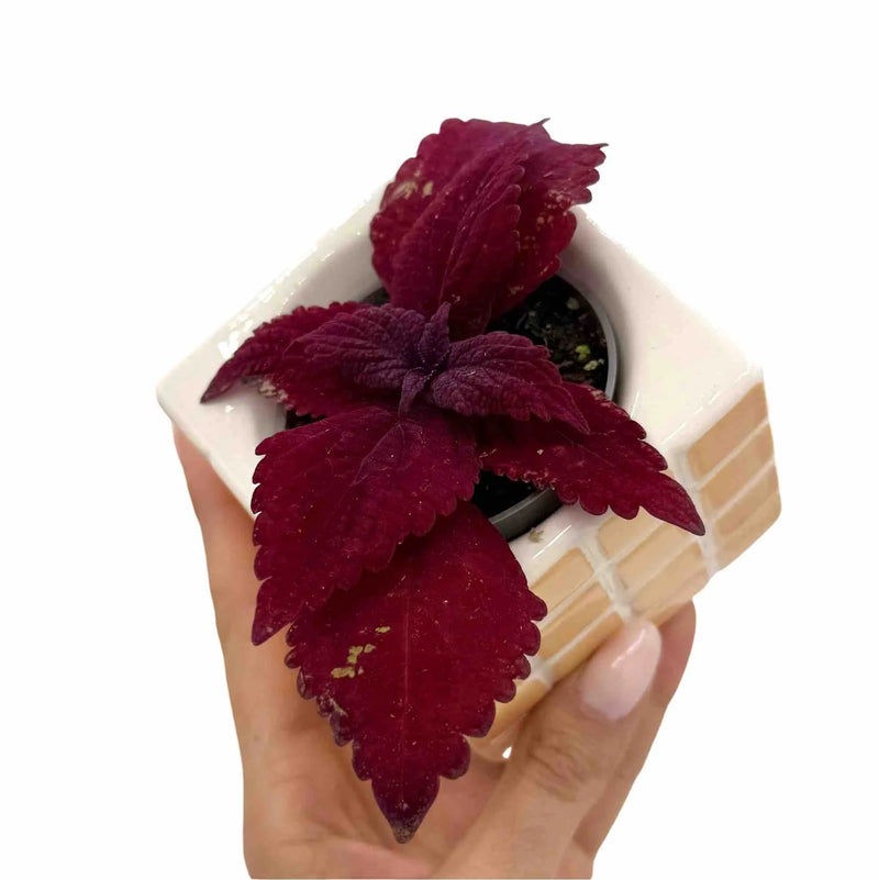 Coleus Beale Street