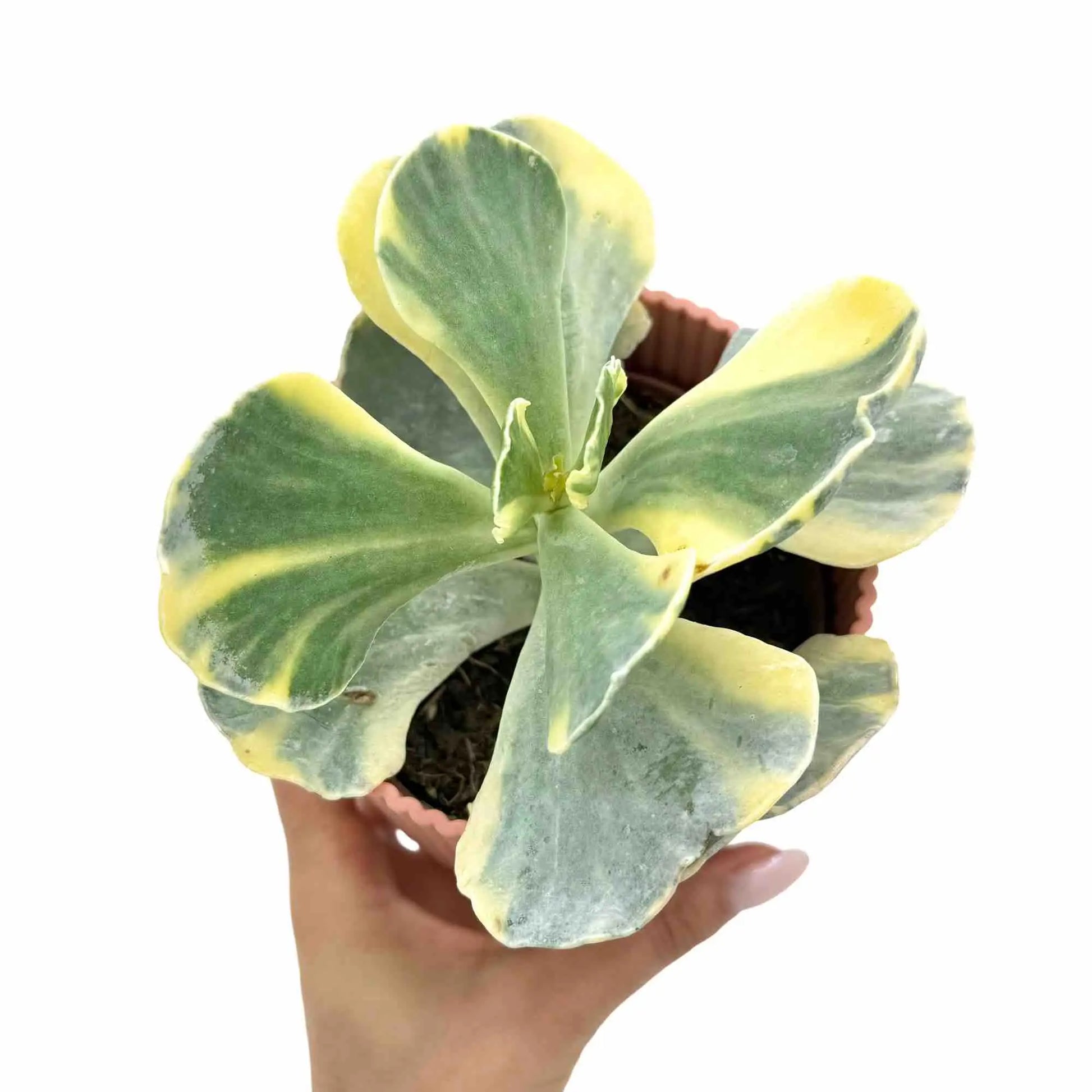 cotyledon undulata variegata Cotyledon orbiculata Variegata : succulente argentée rare – plantandstories