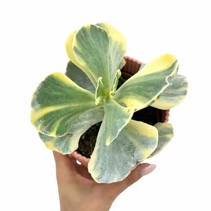 Cotyledon orbiculata 'Undulatum Variegata' - plantandstories