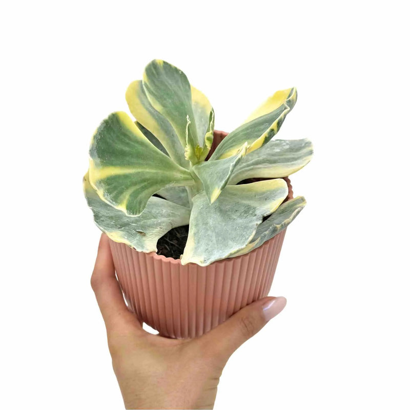 Cotyledon orbiculata 'Undulatum Variegata'