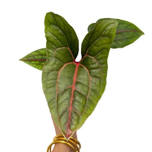 Feuilles vert foncé de Cyrtosperma Johnstonii aux nervures rouge vif contrastantes sur fond blanc éclatant