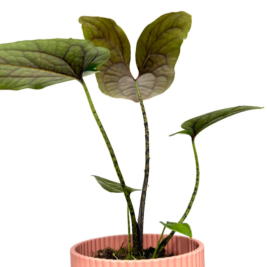 Un Cyrtosperma Johnstonii avec des feuilles vertes nervurées de marron, dans un pot de couleur rose pâle