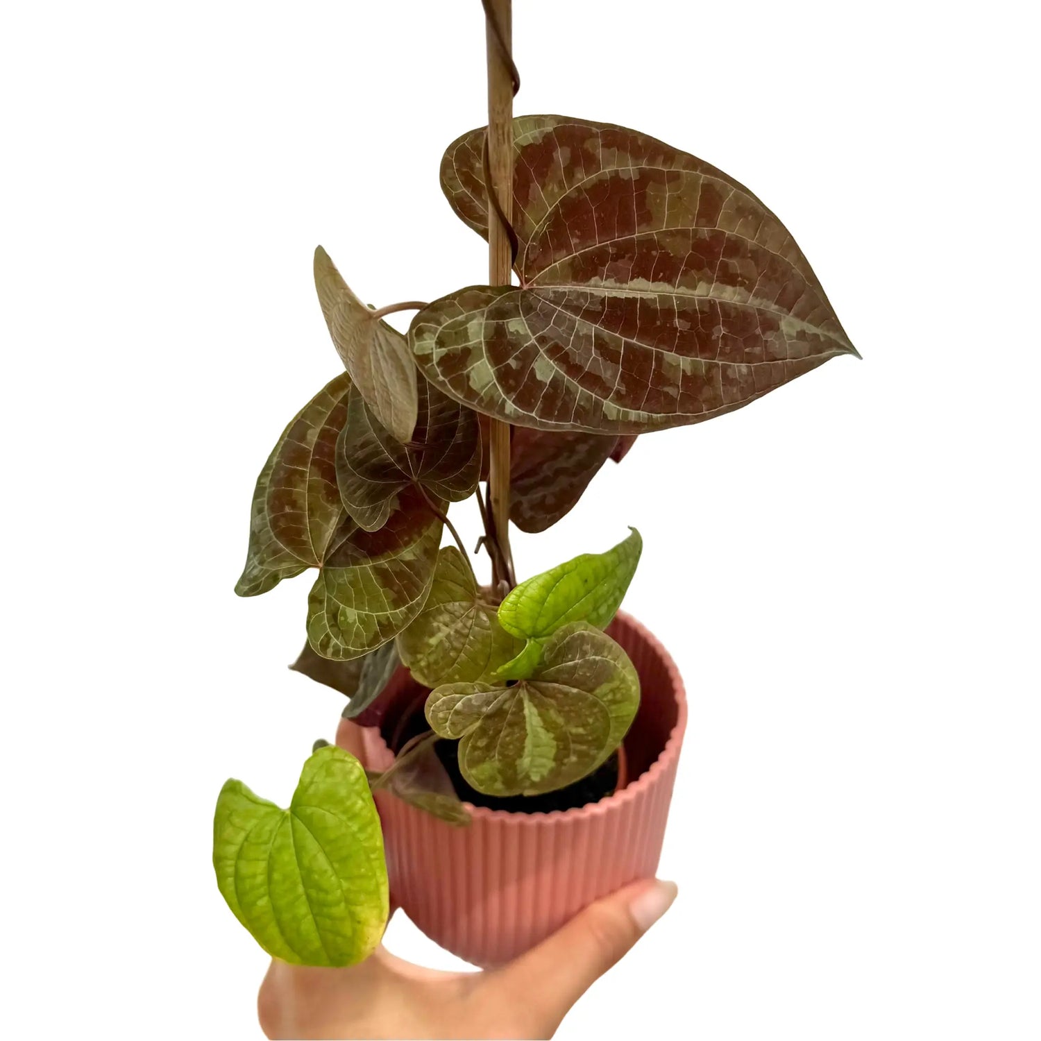 Plante Dioscorea Discolor avec de belles feuilles nuancées de marron et de vert clair, dans un pot rose strié