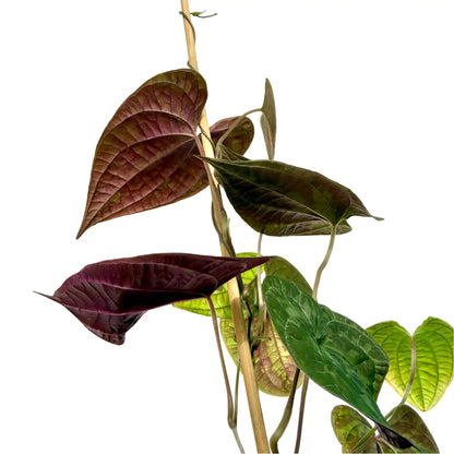 Dioscorea Discolor