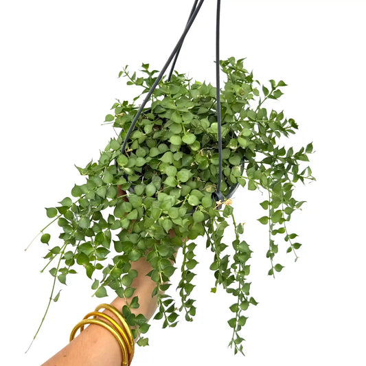 Dischidia Ruscifolia suspendue, avec de petites feuilles rondes et vertes qui retombent élégamment de son pot noir