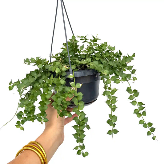 Dischidia Ruscifolia retombante au feuillage vert pâle en forme de cœur dans un pot suspendu noir