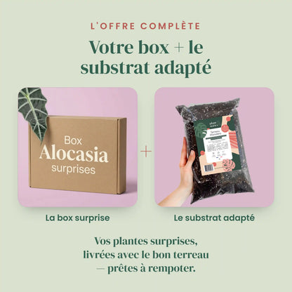 Alocasia Mystery Box - Alocasia Surprises Pack