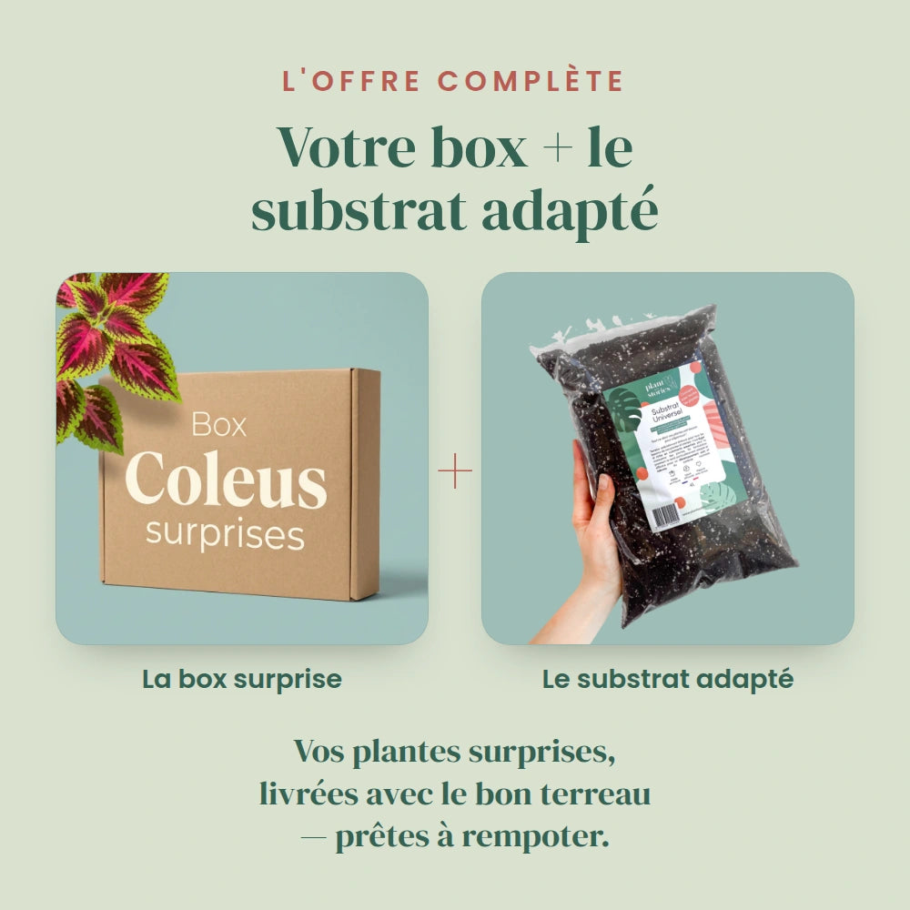 Box Coleus Mystères- Pack Coleus Surprises - Plantes colorées