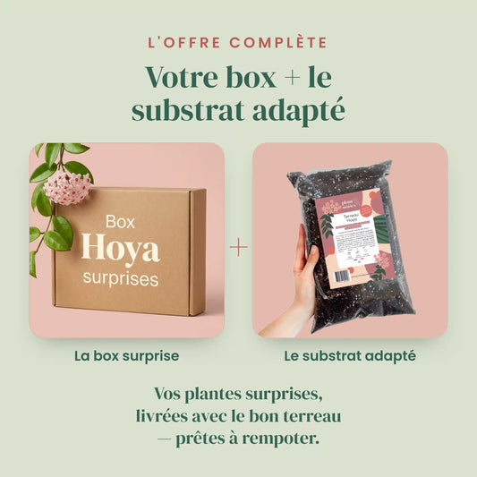 Box Hoya mystères - Box Hoya Surprises - Pack Hoya découverte