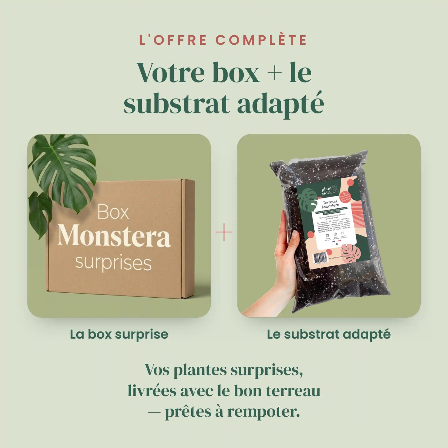 Box Monstera mystère - Pack Monstera Surprises