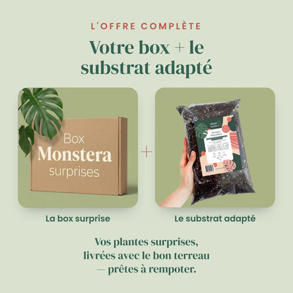 Box Monstera mystère - Pack Monstera Surprises