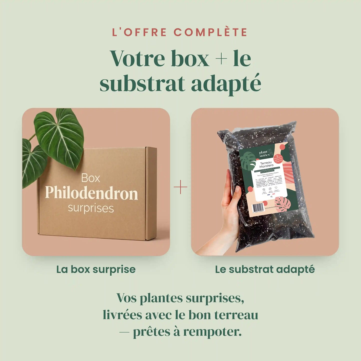 Box Philodendron mystère - Pack Philodendron Surprises