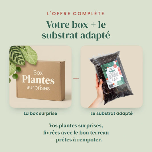 Mystery Plant Box - Surprise Plant Pack - Surprise Indoor Plant Set