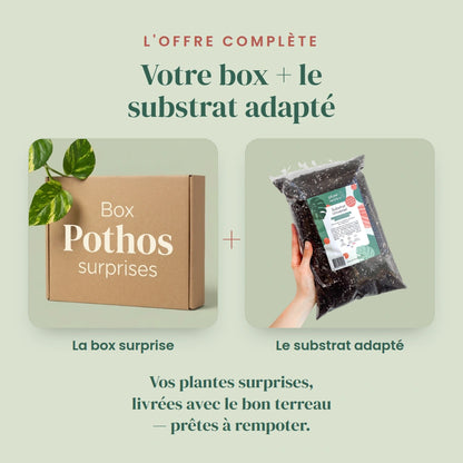 Box Pothos surprises Plant and Stories avec son substrat Universel adapté : coffret de plantes surprises livré avec le bon terreau, prêt à rempoter.